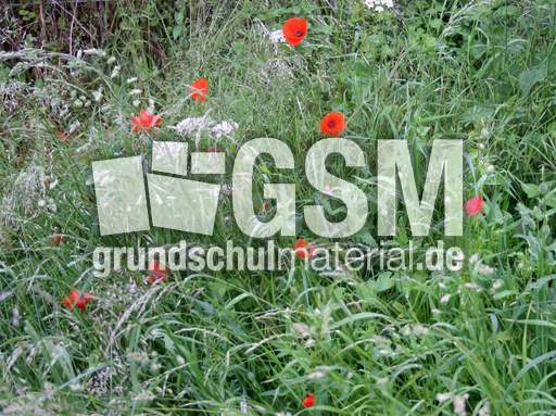 Wiese-Mohn.jpg